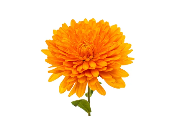 Orange chrysanthemum — Stock Photo, Image