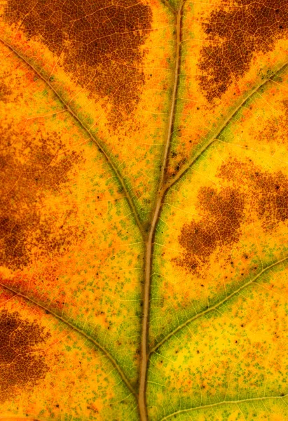 Texture della foglia autunnale — Foto Stock