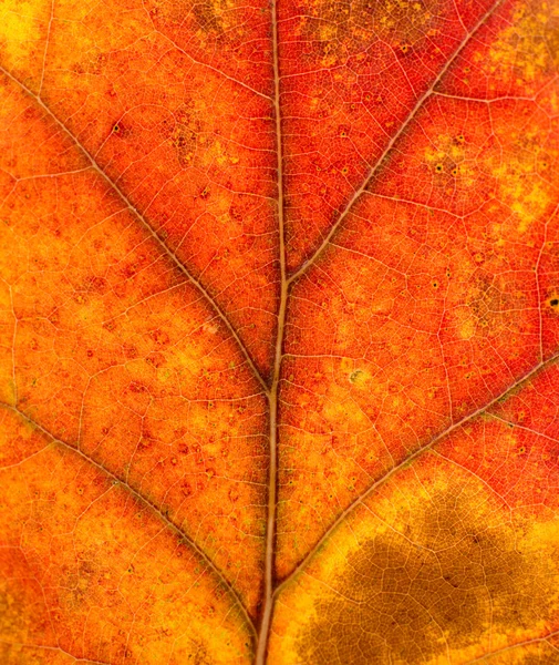 Texture of autumn leaf — Stock Photo, Image