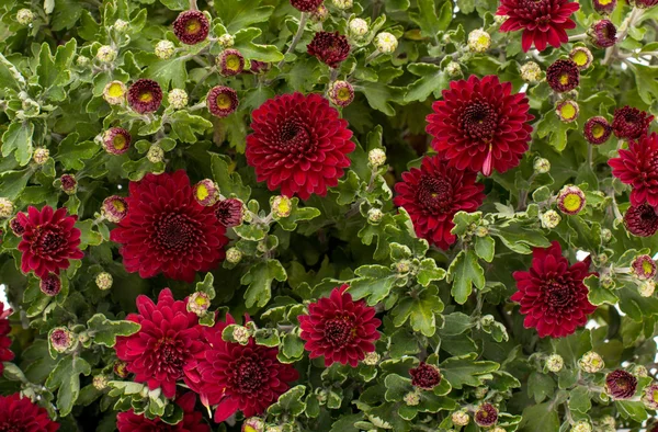 Red chrysanthemum — Stock Photo, Image