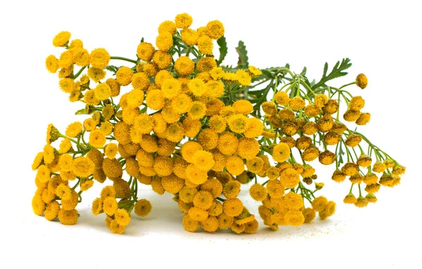 Tansy — Stok Foto