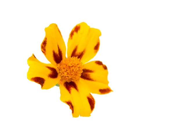 Flor de caléndula — Foto de Stock