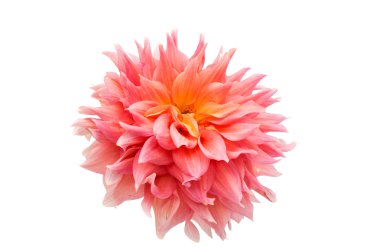 pembe yıldız çiçeği