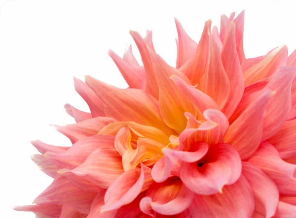 Růžový dahlia — Stock fotografie