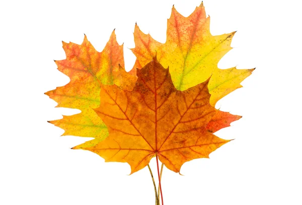 Autumn leaves decorative — Stock Photo, Image