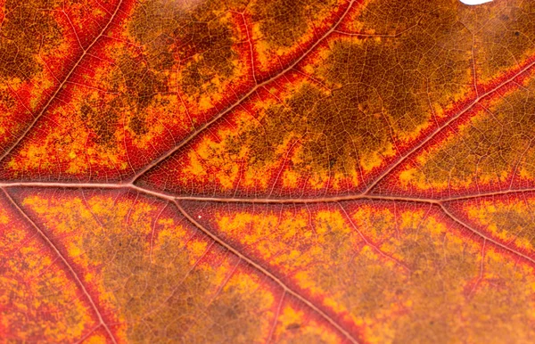 Tekstur closeup daun musim gugur — Stok Foto