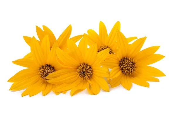 Yellow flowers — Stock Photo, Image