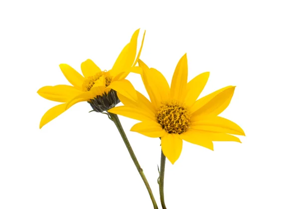 Yellow flowers — Stock Photo, Image