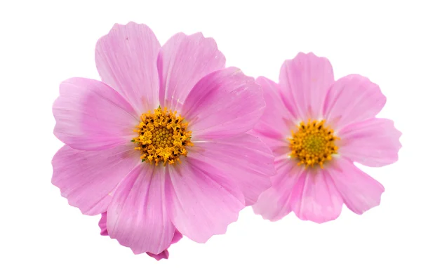 Cosmos Flowers — Stock Photo, Image