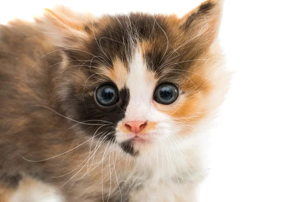 Little kitten — Stock Photo, Image