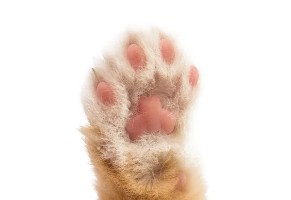 Paw kitten — Stock Photo, Image