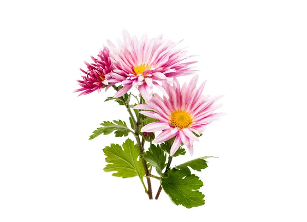 Chrysanthemums — Stock Photo, Image