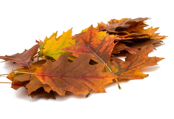 Foglie di autunno decorativo — Foto Stock
