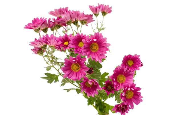 Chrysanthemums — Stock Photo, Image