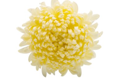 Beyaz kasımpatı çiçeği