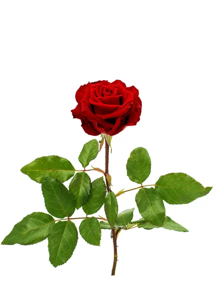 Rose geïsoleerd — Stockfoto