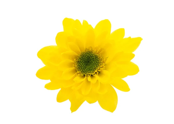 Yellow chrysanthemum — Stock Photo, Image