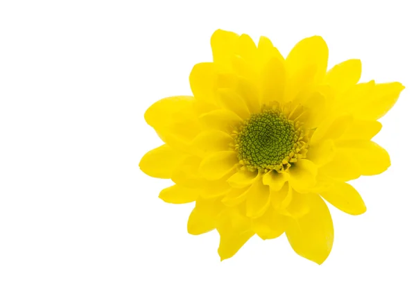 Gele chrysant schoonheid — Stockfoto