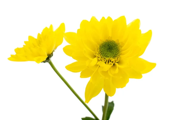 Yellow chrysanthemums — Stock Photo, Image