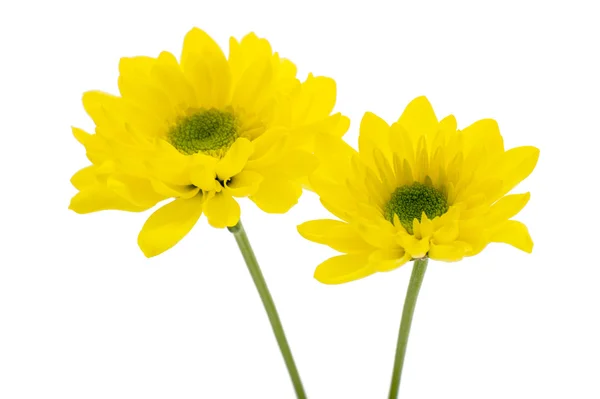 Chrysanthèmes jaunes — Photo