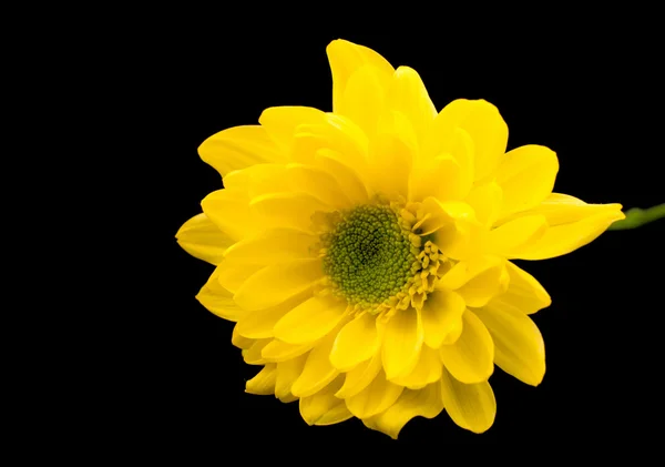 Žlutá chryzantéma — Stock fotografie