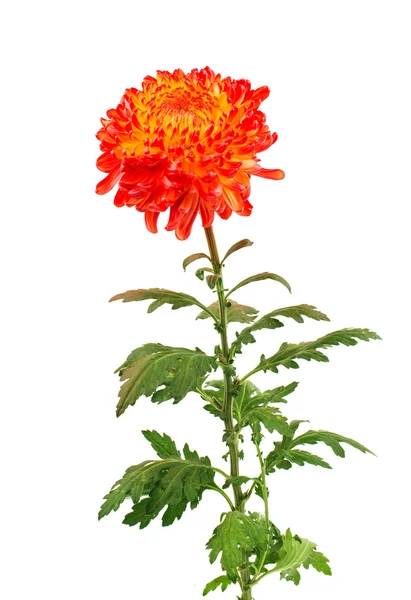 Red Yellow chrysanthemum — Stock Photo, Image