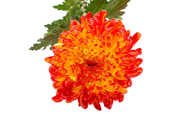 Chrysanthème jaune rouge — Photo