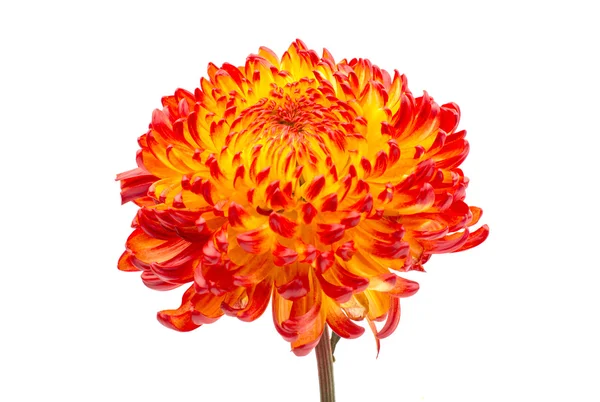 Chrysanthème jaune rouge — Photo