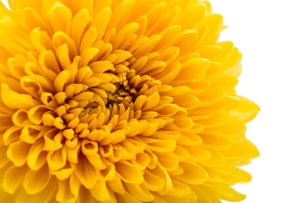 Yellow chrysanthemum — Stock Photo, Image