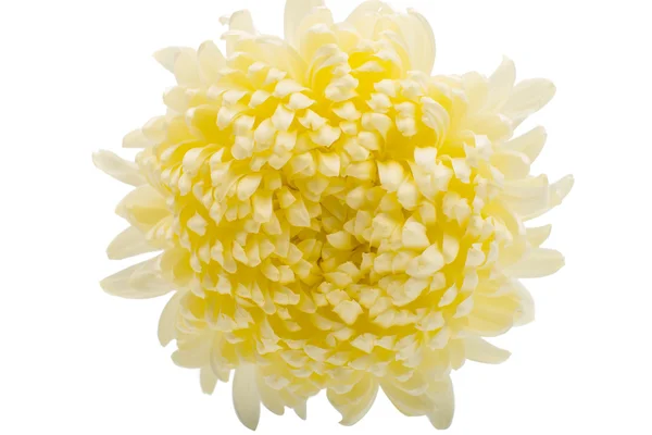 Witte chrysant bloem — Stockfoto