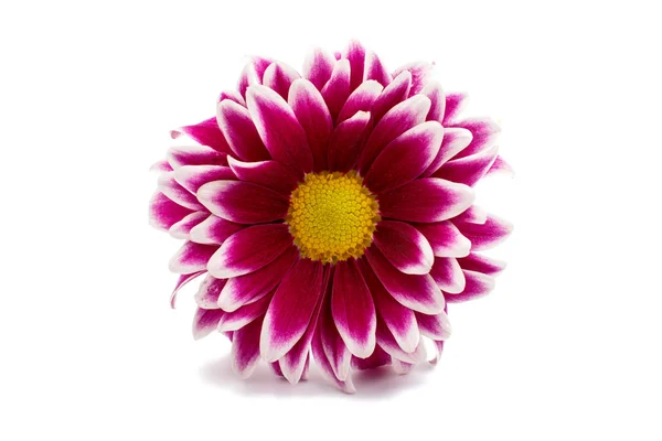 Krysantemum blomma — Stockfoto