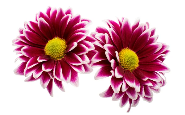 Chrysanthemum blommor — Stockfoto