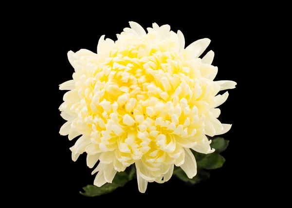 Witte chrysant — Stockfoto