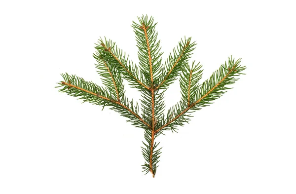 Fir tree — Stock Photo, Image