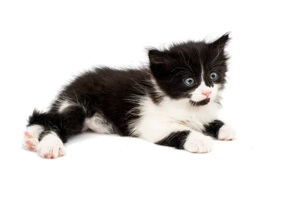 Kleine Kätzchen — Stockfoto