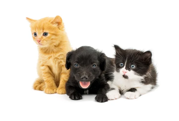 Gatitos y spaniel cachorro — Foto de Stock