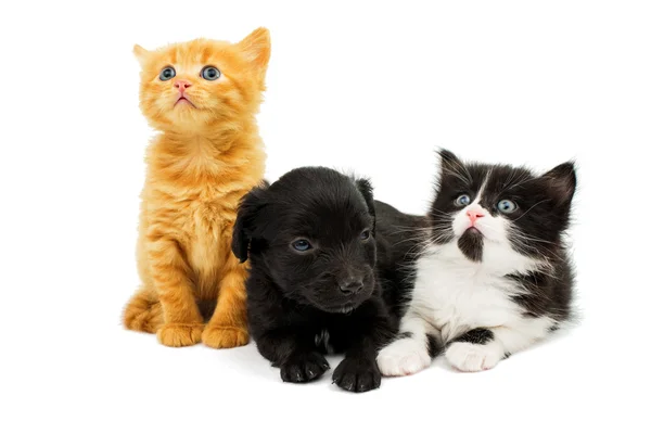 Malá koťata a štěně kokršpaněla — Stock fotografie
