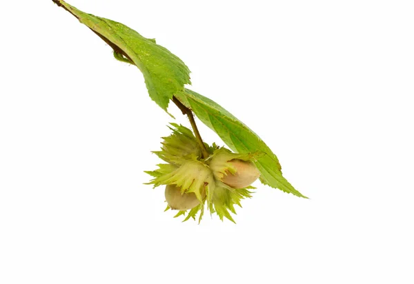 Green hazelnuts — Stock Photo, Image