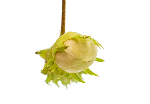 Green hazelnuts — Stock Photo, Image