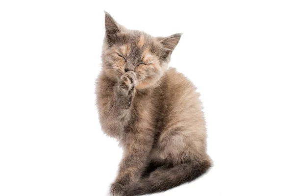 Gray kitten — Stock Photo, Image