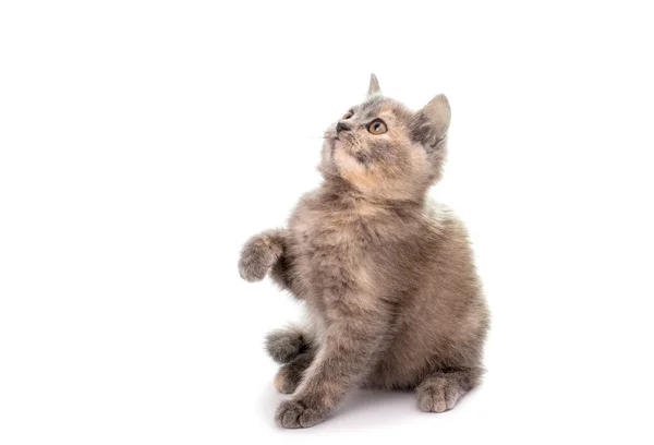 Grijze kitten — Stockfoto