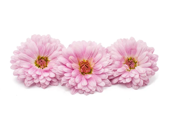 Chrysanthemum blommor — Stockfoto