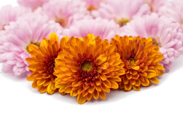 Chrysanthemum flowers — Stock Photo, Image