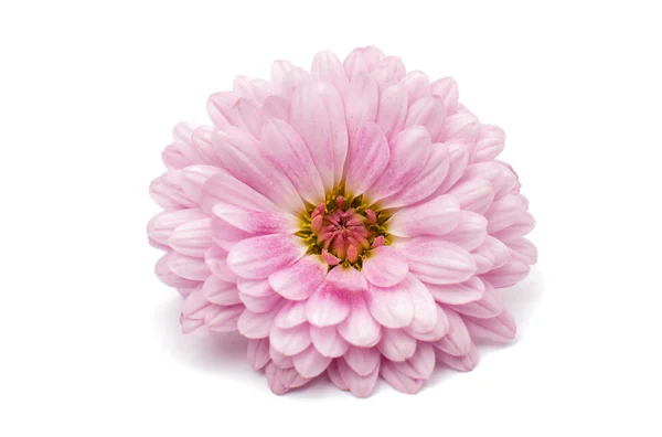 Fleur de chrysanthème — Photo