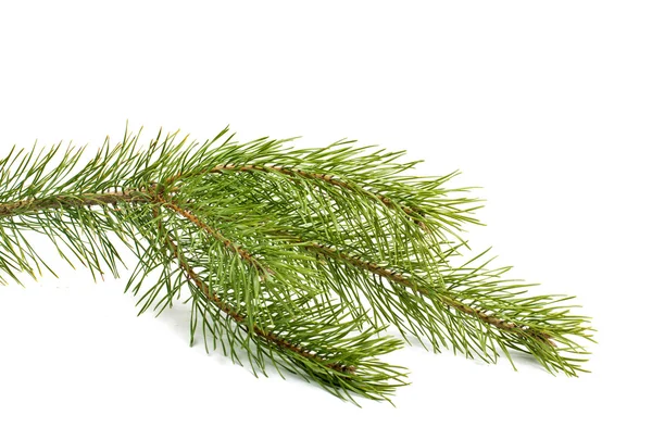 Branch of the pine — Stock Photo, Image