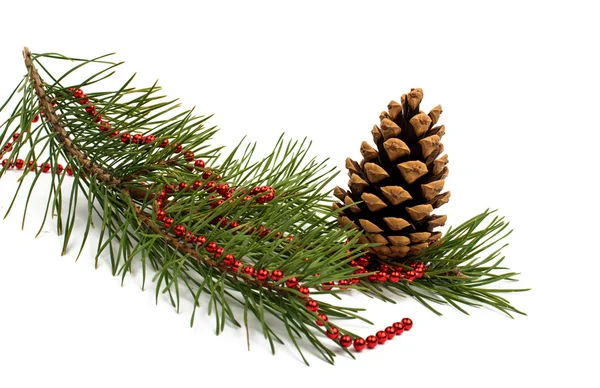 Pine branch with cones — Stock Photo, Image