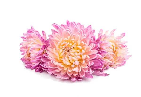 Beautiful chrysanthemums — Stock Photo, Image