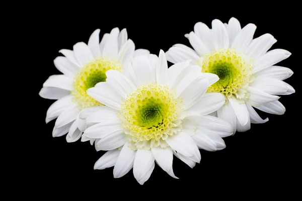 White chrysanthemums — Stock Photo, Image