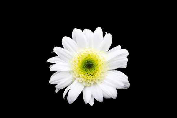 Chrysanthème blanc — Photo