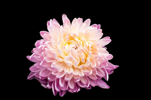 Krásné chryzantémy — Stock fotografie